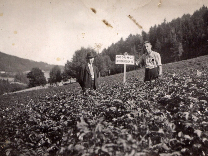 „GEDÜNGT. NITROPHOSKA IG“