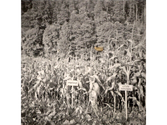 "Ungedüngt" gegen "einfache Volldüngung"