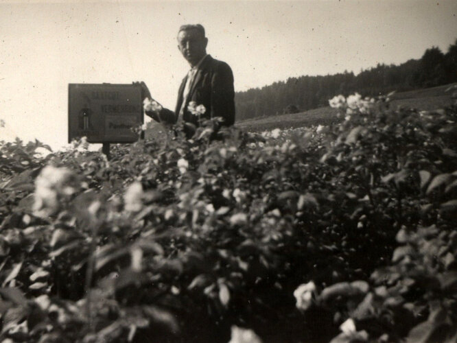 „SAATGUTVERMEHRUNG Panther“