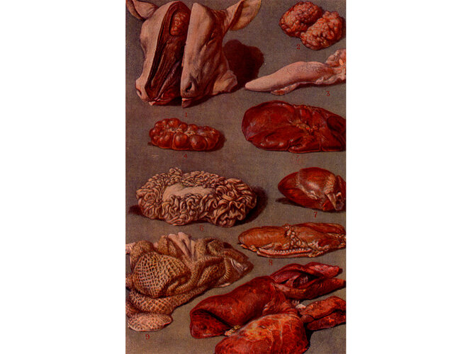 Innereien des Kalbes | © OÖ. Museumsverbund