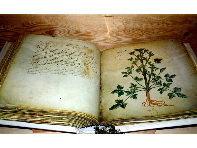 Wiener Dioskurides | © Prämonstratensterstift Schlägl