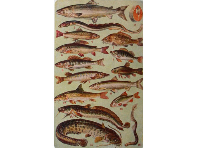 Süßwasserfische | © OÖ. Museumsverbund