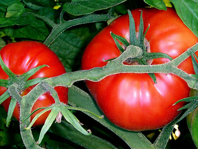 Tomaten | © GNU Free Documentation License