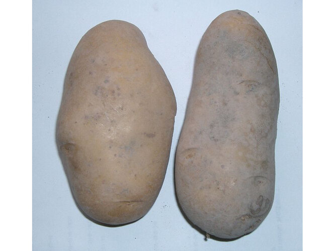 Kartoffel | © GNU Free Documentation License