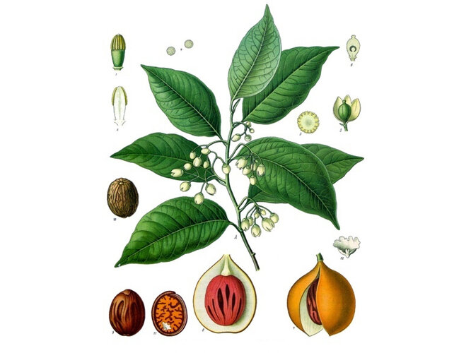 Muskatnussbaum | © Public domain