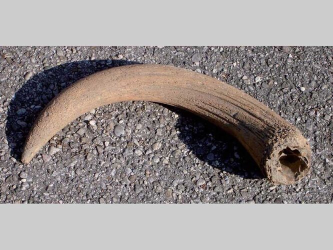 Hornzapfen | © Nordico. Museum der Stadt Linz