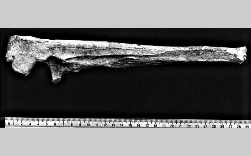 Elle eines Braunbären | © Nordico. Museum der Stadt Linz