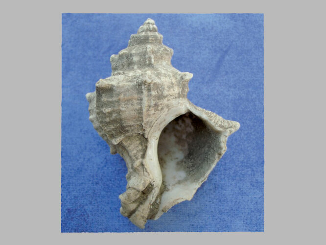 Gehäuse einer Purpurschnecke | © Nordico. Museum der Stadt Linz