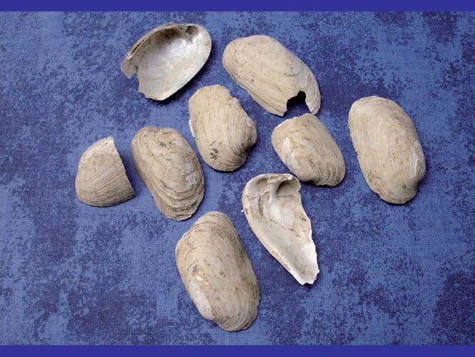 Flussmuscheln | © Nordico. Museum der Stadt Linz