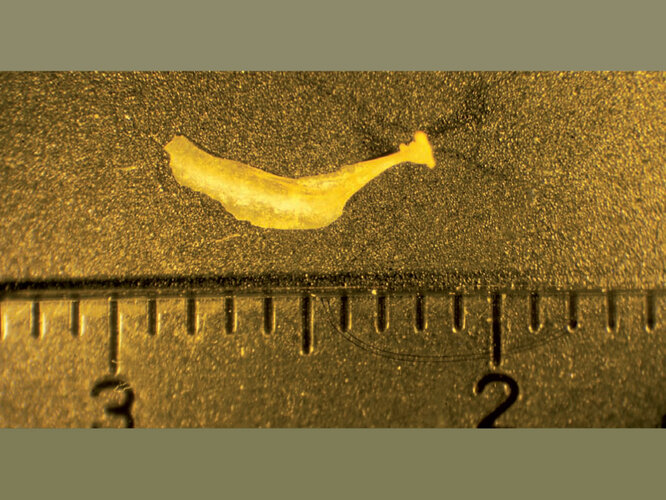 Sardine | © Nordico. Museum der Stadt Linz