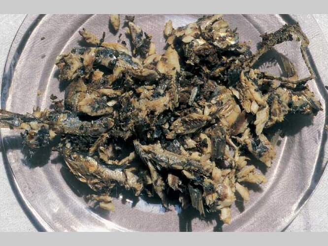 Allec | © Nordico. Museum der Stadt Linz