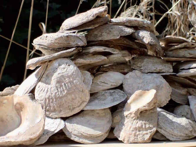 Austernklappen | © Nordico. Museum der Stadt Linz