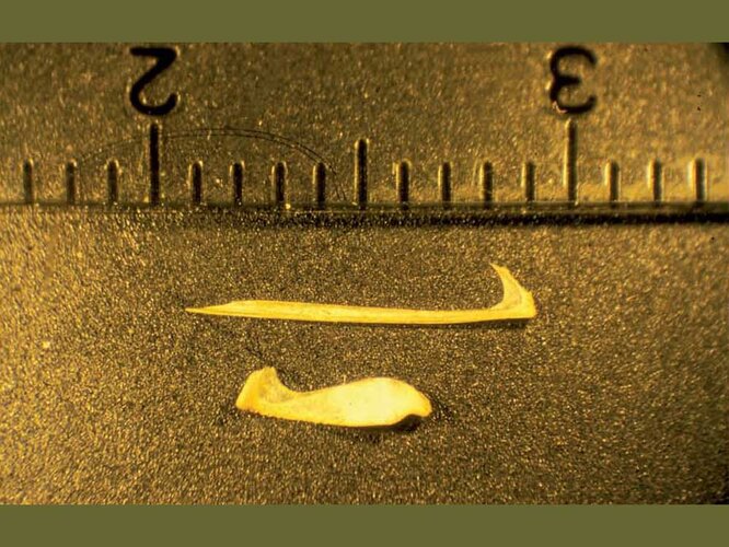 Fischreste | © Nordico. Museum der Stadt Linz