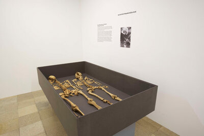 Blick in die Ausstellung, Vitrine mit Skelettresten. | © Foto: OÖ. Landesmuseen / Ernst Grilnberger