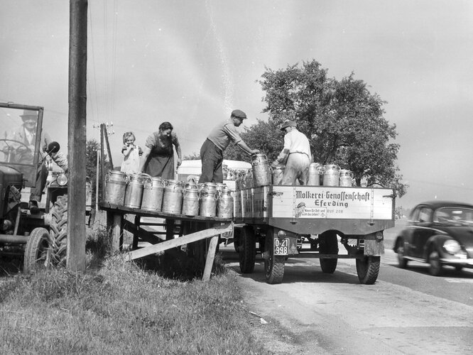 Milchlieferung an die Molkerei-Genossenschaft