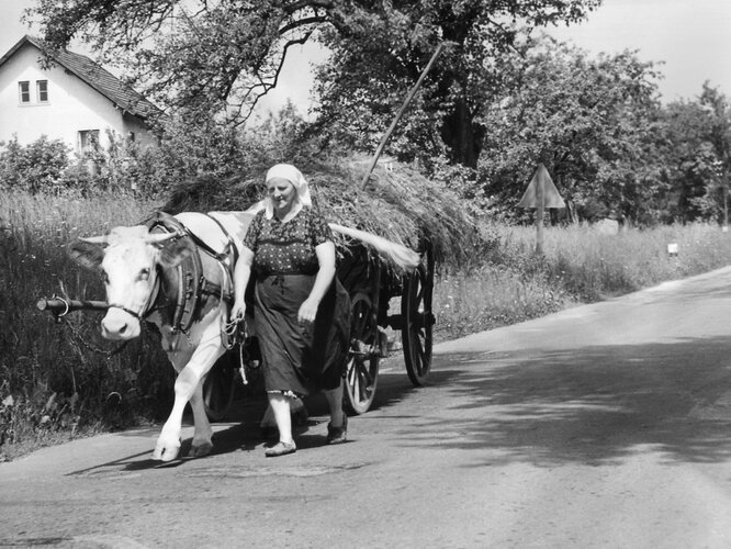 Arbeit in der Landwirtschaft | © OÖ. Landesarchiv