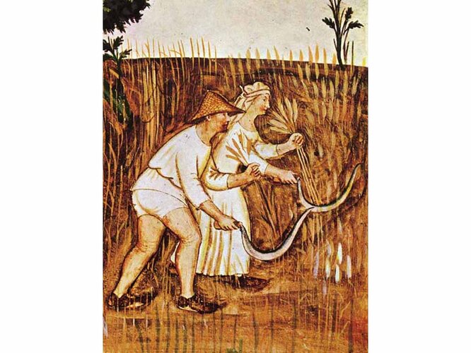 Getreideernte | © Public Domain