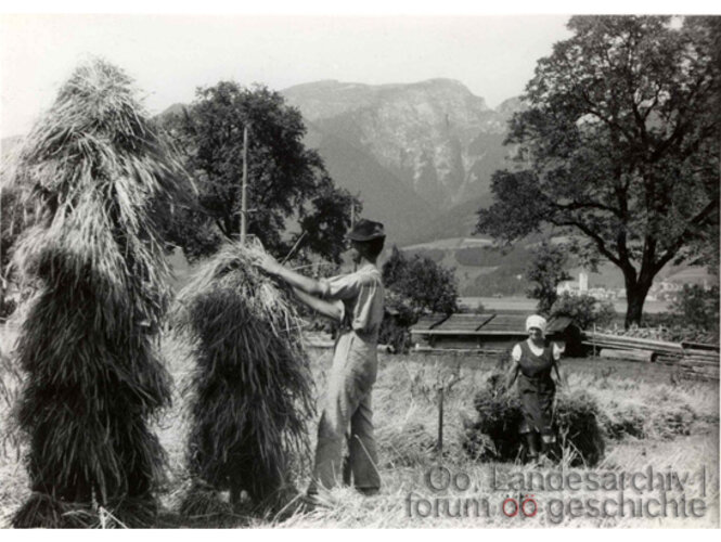Erntearbeiten | © OÖ. Landesarchiv