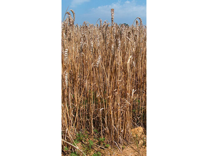 Weizenfeld | © GNU-Lizenz für freie Dokumentation