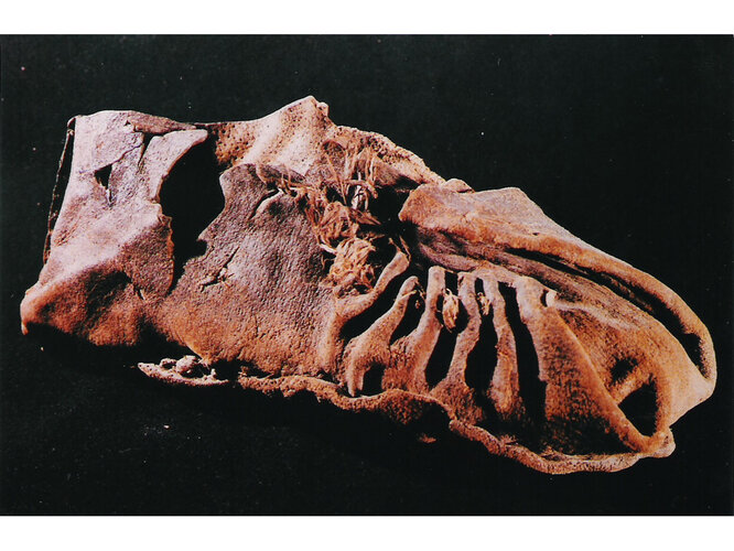 Lederschuh | © Museum Hallstatt