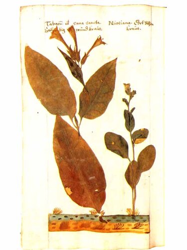 Tabakpflanzen | © Oö. Landesmuseen