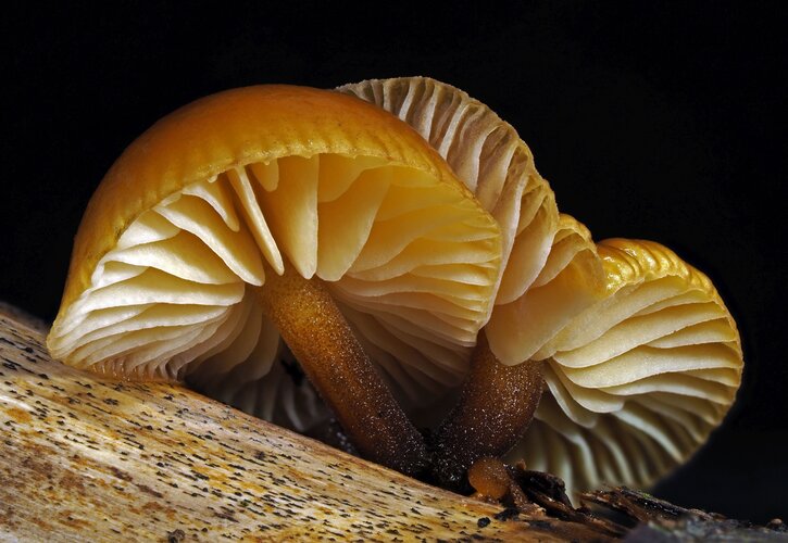 Flammulina velutipes  | © Forstinger